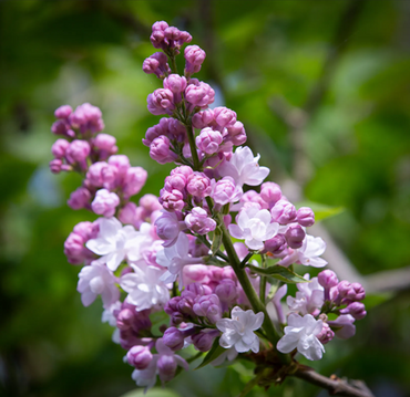 Syringa Beauty Of Moscow Std 10 Litre - image 1
