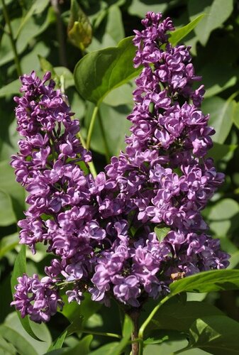 Syringa Charles Joly 80cm Stem 10 Litre - image 1