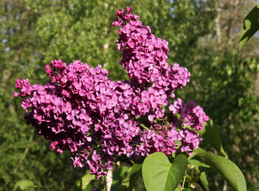 Syringa Ludwig Spath 4 Litre - image 1