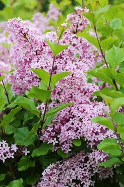 Syringa meyeri Palibin 3 Litre