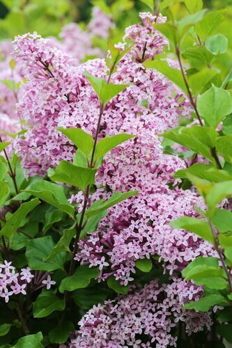 Syringa Palibin 12 Litre