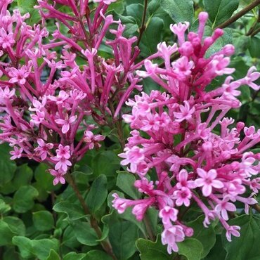 Syringa Pink Perfume 19cm
