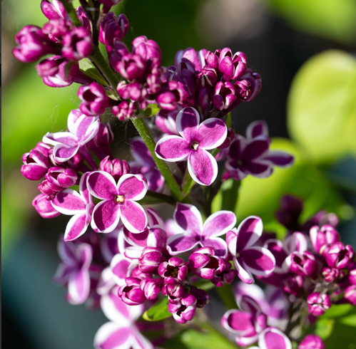 Syringa Sensation 10 litre - image 1