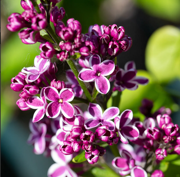 Syringa Sensation 10 litre - image 1