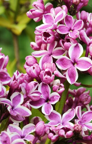 Syringa Sensation 80cm Stem 10 Litre