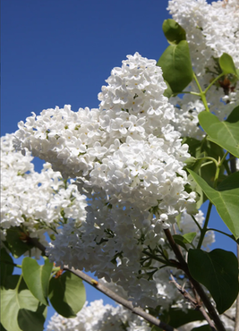 Syringa vulgaris Madame Lemoine 4 Litre