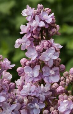 Syringa vulgaris Michel Buchner 4 Litre