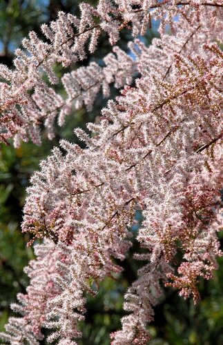 Tamarix parviflora 3 Litre - image 1
