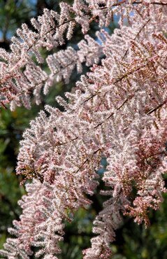 Tamarix Pink Cascade 5 Litre