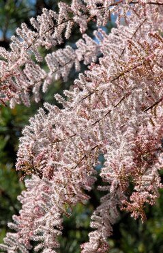Tamarix tetrandra 3 Litre