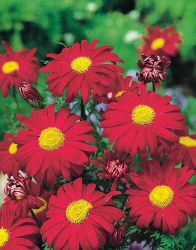 Tanacetum Robinson's Red 9cm