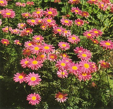 Tanacetum Robinsons Pink 9cm