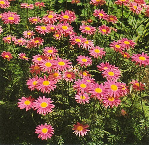 Tanacetum Robinsons Pink 9cm