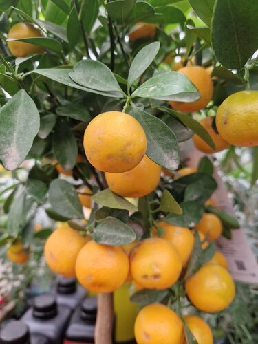 Tangerine Mini Stem 20cm