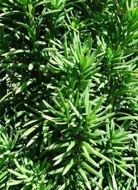 Taxus baccata 3 Litre