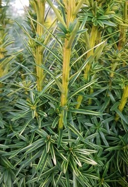 sansevieria masoniana variegata Sansevieria Masoniana Whale Fin Variegated – Rare Tropical Plants Canada