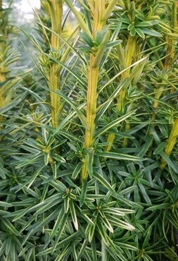 Taxus baccata David 3 Litre