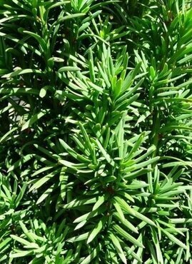 Taxus Ball 10 Litre