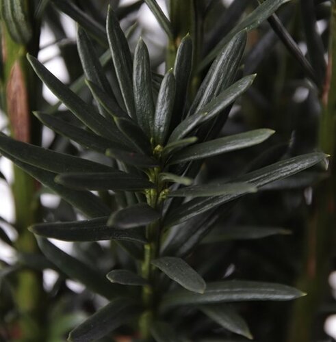 Taxus Black Tower 1 Litre