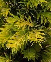 thuja occidentalis sorten Lebensbaum Thuja occidentalis Smaragd 120-140 cm Höhe Ballenware