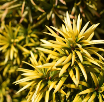 Taxus Standishii 1 litre