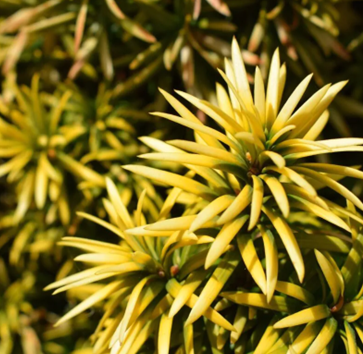 Taxus Standishii 3 Litre