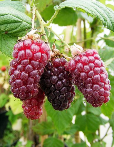 Tayberry 3 Litre - image 1