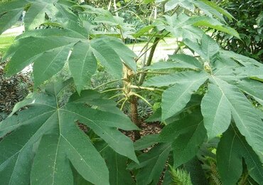 Tetrapanax 'Papyrifer' 3 Litre