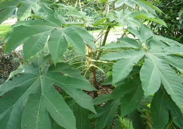 Tetrapanax 'Papyrifer' 3 Litre