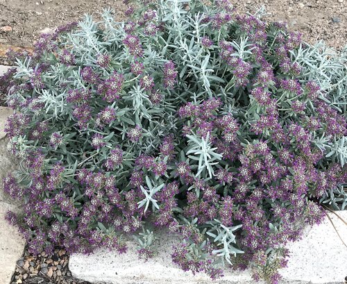 Teucrium Chamaedrys 9cm