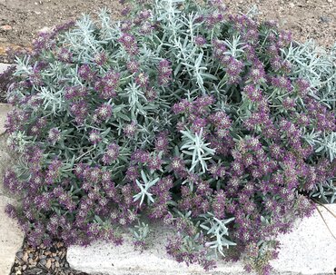 Teucrium Chamaedrys 9cm