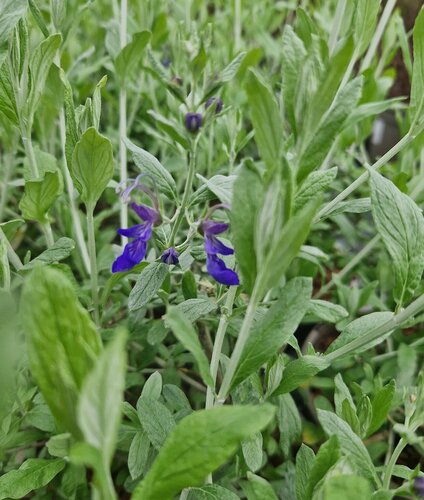 Teucrium Indyho 3 Litre - image 1