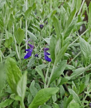 Teucrium 'Indyho' 3 Litre - image 3