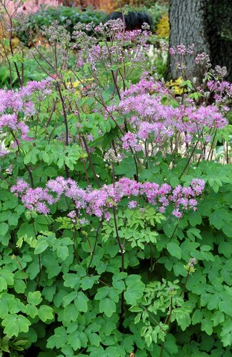 Thalictrum Black Stockings 3 litre