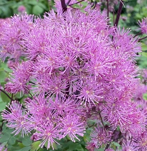 Thalictrum Little Pinkie 2 Litre