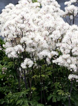 Thalictrum Nimbus White 3 Litre