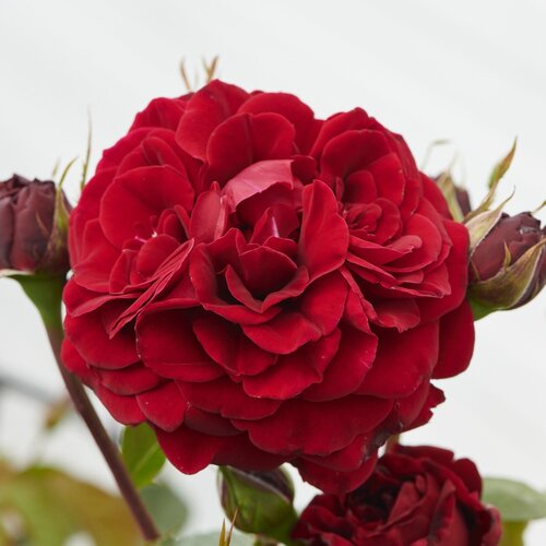 That’s Jazz Cottage Garden Climbing Rose 5.5 Litre