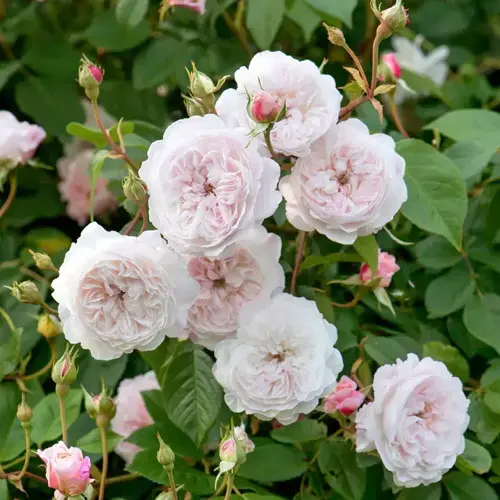 The Albrighton Rambler Rambling Rose 6 Litre - image 1
