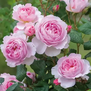 The Ancient Mariner Shrub Rose 6 Litre - image 1