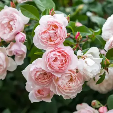 The Generous Gardener Climbing Rose 6 Litre - image 1