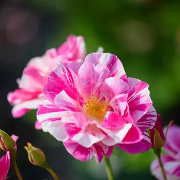 The King's Rose 6 Litre