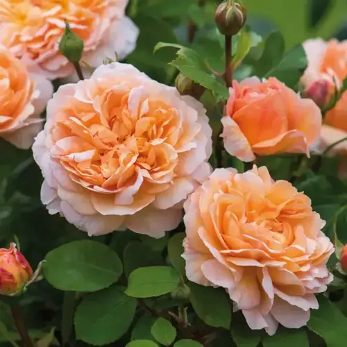 The Lady Gardener Shrub Rose 6 Litre - image 1