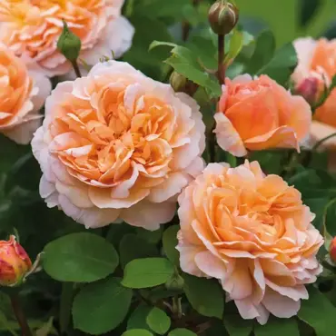 The Lady Gardener Shrub Rose 6 Litre - image 1