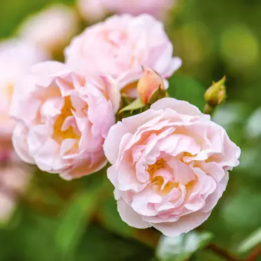 The Lady Of The Lake Rambling Rose 6 Litre