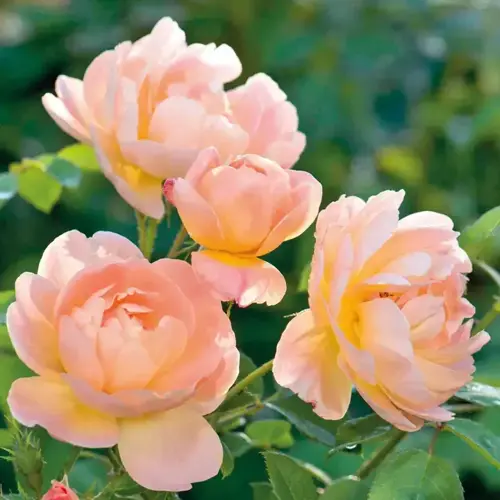 The Lark Ascending Shrub Rose 6 Litre - image 1