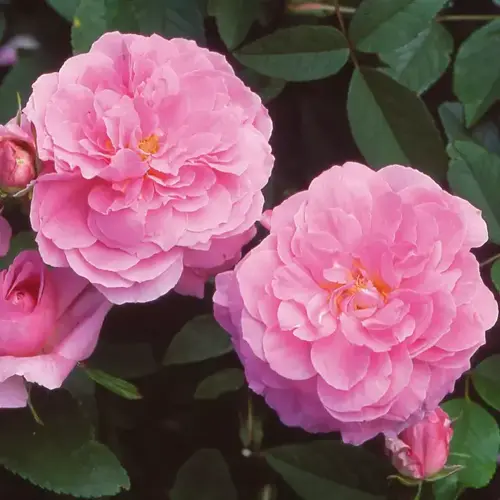 The Mayflower Shrub Rose 6 Litre - image 1