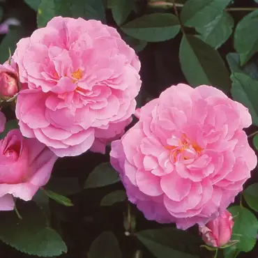 The Mayflower Shrub Rose 6 Litre - image 1