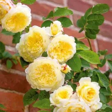The Pilgrim Climbing Rose 6 Litre