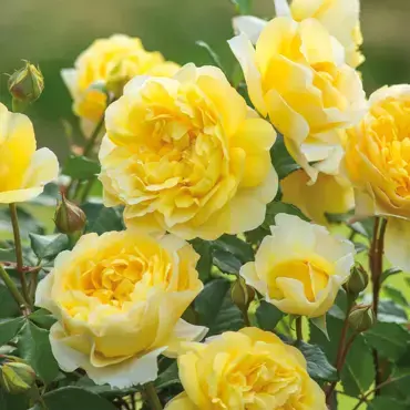 The Poets Wife Shrub Rose 6 Litre