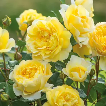 The Poets Wife Shrub Rose 6 Litre